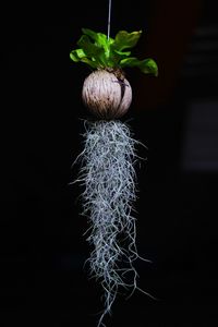 Close-up of plant against black background