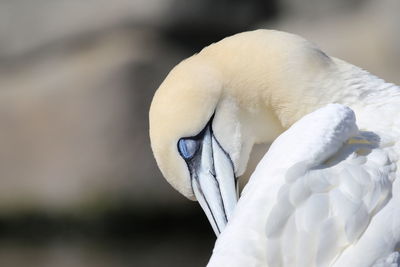 Close-up of bird preening