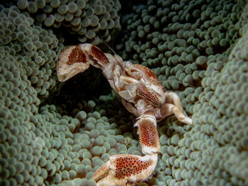 Porcelain crab