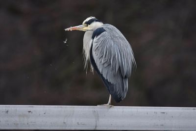 High angle view of gray heron perching