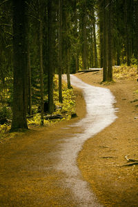 Trail through the autumn forest, canada