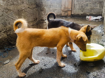 Full length of a dog in city