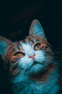 Close-up portrait of a cat