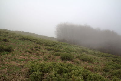 Trees on landscape against sky