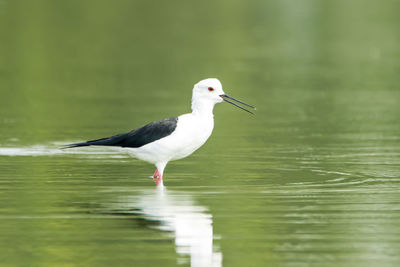 Bird perching on a lake