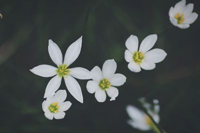 Close-up of white flowers