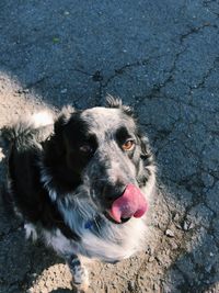 High angle portrait of dog sticking out tongue