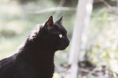 Close-up of cat yawning