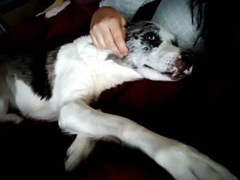 Close-up of cat with hand