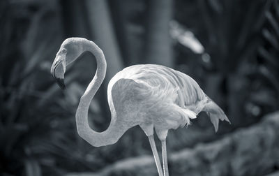 Close-up of swan in water