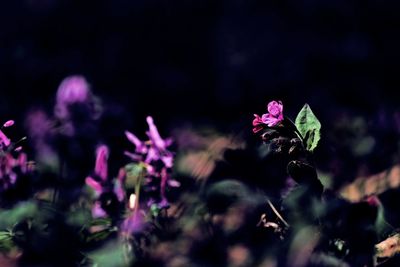 Close-up of purple flowers blooming outdoors