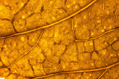 Full frame shot of yellow leaf