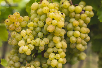 Close-up of grapes growing in vineyard