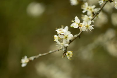 Close-up of white flowers on branch