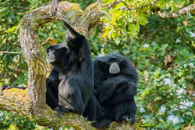 Monkey sitting on tree in forest