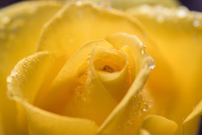 Close-up of wet yellow rose flower