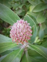 Close-up of pink flower blooming outdoors