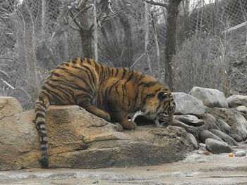 Tiger relaxing on rock