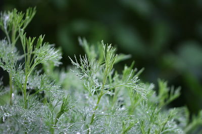 Artemisia abrotanum, maidens ruin