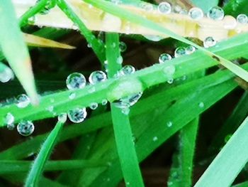 Close-up of water drops on blade of grass