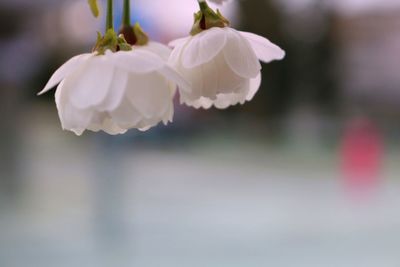 Close-up of flower against blurred background