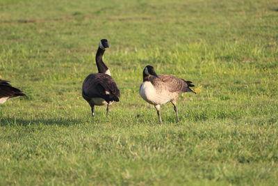 Ducks walking on grassy field