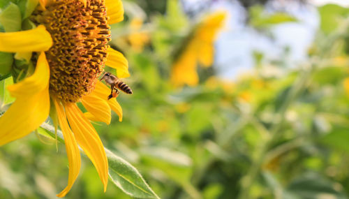 Bee pollinating flower