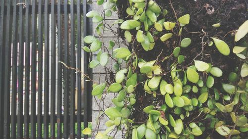 Close-up of fruits growing on plant