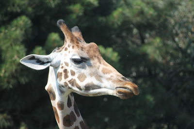 Close-up of a giraffe