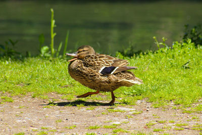 Side view of a bird on field