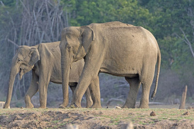 Large female indian elephant along the kabini river in nagarhole national park in india