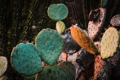 Close-up of prickly pear cactus