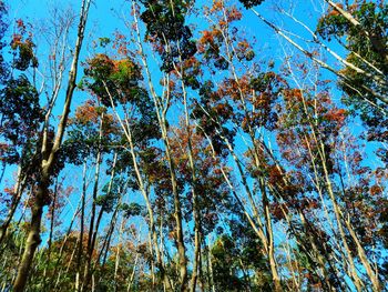 Low angle view of trees against sky