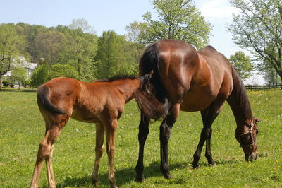 Horses grazing in a field