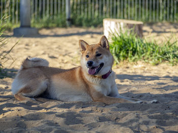 Dog running on beach