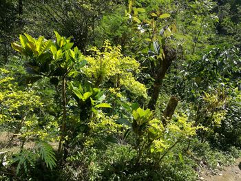 Close-up of fresh green plant in forest