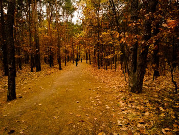 Footpath amidst trees in forest during autumn