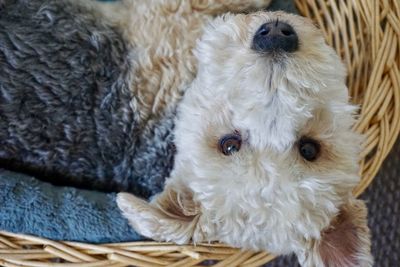 Close-up portrait of dog