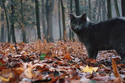 Cat in forest during autumn