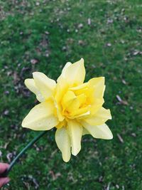 Close-up of wet yellow flower blooming outdoors