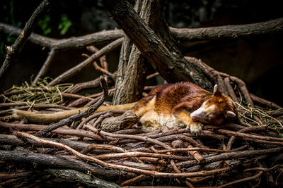 View of cat sleeping on branch