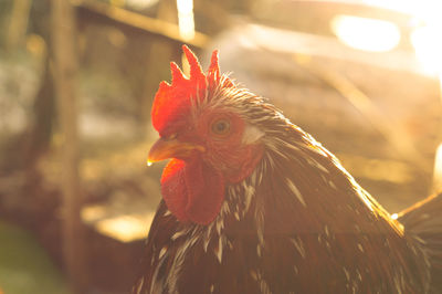 Close-up of rooster