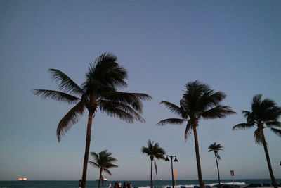 Low angle view of palm trees against clear sky