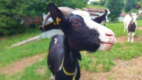 Close-up of cow on field