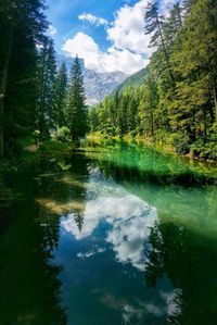 Scenic view of lake by trees in forest