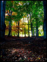 Trees in forest