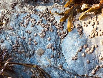 High angle view of a rock