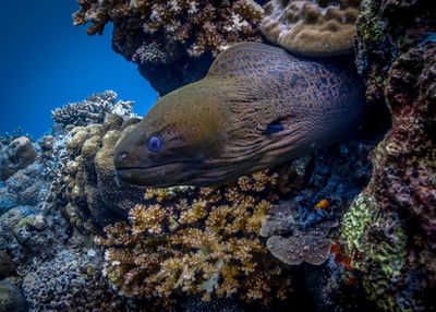 Fish swimming in sea