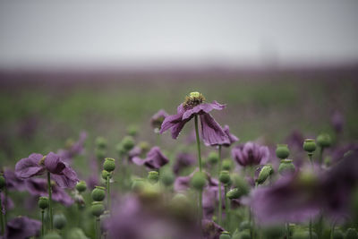 Close-up of purple flowering plant on field