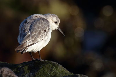 Close-up of bird perching on rock